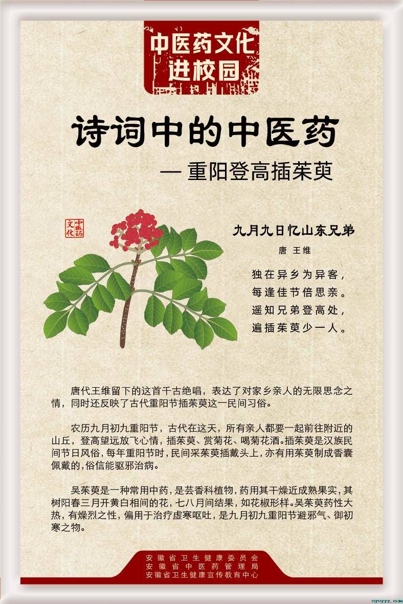 詩詞中的中醫(yī)藥——重陽登高插茱萸